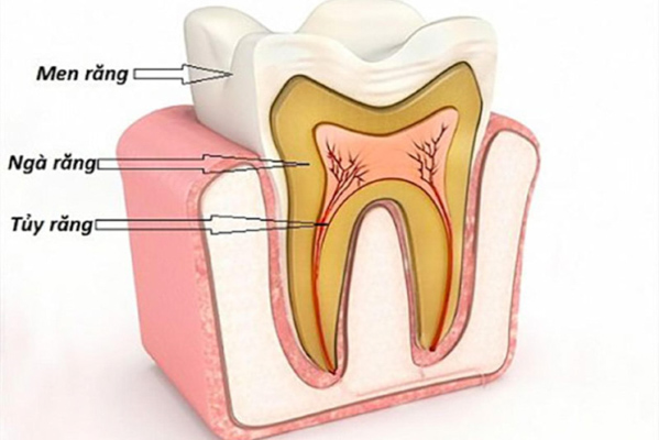 Tủy răng là gì? Viêm tủy răng có nguy hiểm không?