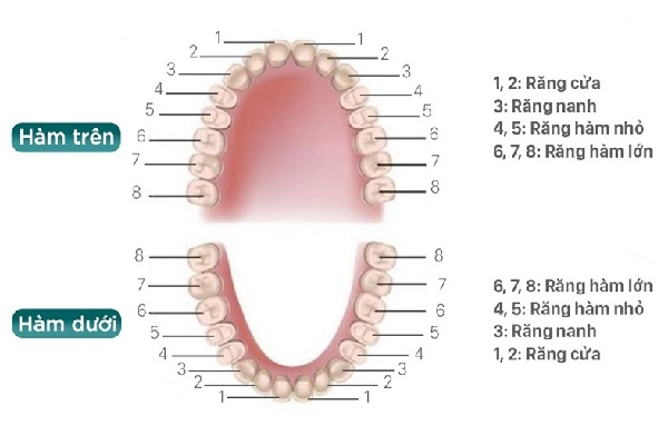 Cấu tạo của hàm răng vĩnh viễn