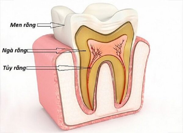 Cấu tạo của răng gồm men răng, ngà răng và tủy răng